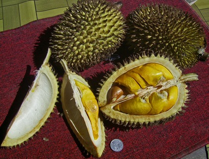 The Durian Fruit | Things That Stink